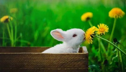 2026世界杯-中国健儿逐梦米兰冬奥会 AI科技点亮赛场